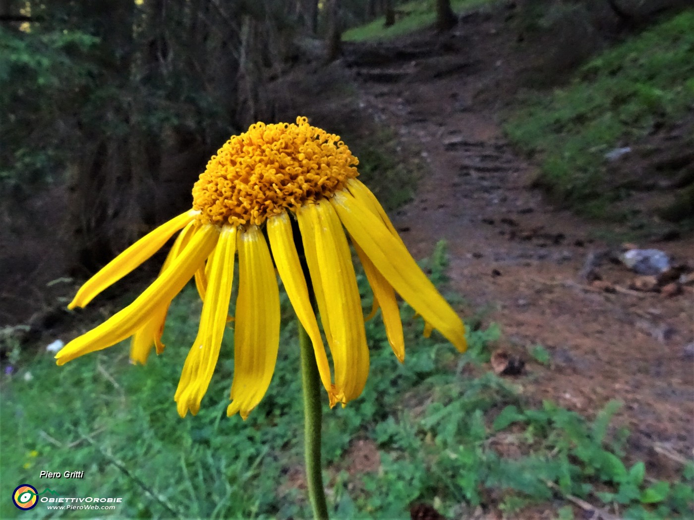 13 Arnica montana.JPG